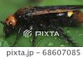 Mammoth Wasp Sitting On The Leaf After The Rain, Macro Shot 68607085