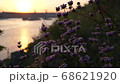 The beginning of a new day in nature. Beautiful slow motion footage with wild wildflowers at dawn against the backdrop of the rising sun and river. 68621920