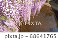 Oshidori 68641765