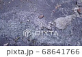 Oshidori 68641766