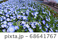 Oshidori 68641767