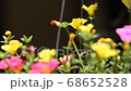 Clip of Pink and Yellow Common Purslane flower 68652528