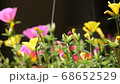 Clip of Pink and Yellow Common Purslane flower 68652529