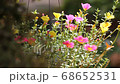 Clip of Pink and Yellow Common Purslane flower 68652531