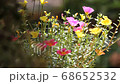 Clip of Pink and Yellow Common Purslane flower 68652532