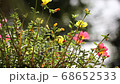 Clip of Pink and Yellow Common Purslane flower 68652533
