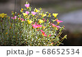 Clip of Pink and Yellow Common Purslane flower 68652534