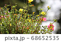 Clip of Pink and Yellow Common Purslane flower 68652535