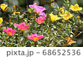 Clip of Pink and Yellow Common Purslane flower 68652536