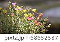 Clip of Pink and Yellow Common Purslane flower 68652537
