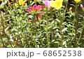 Clip of Pink and Yellow Common Purslane flower 68652538