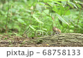 Ezo chipmunk that stores food on his cheeks 68758133
