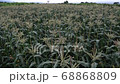 Corn fields in the countryside a few months before harvest 68868809