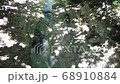 真夏の木漏れ日の中の渓流 68910884