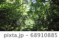 真夏の木漏れ日 68910885