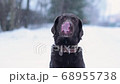 labrador with vitiligo sticks out his tongue and licks his nose. Looks funny 68955738