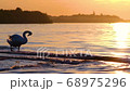 White swan in the Danube river in Belgrade Serbia during beautiful sunset 68975296