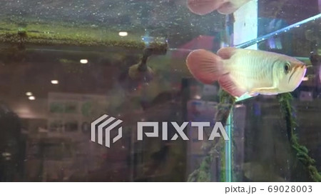 アジアアロワナ 辣椒紅龍 チリレッド 接写 4K Asian arowana. Chili red の動画素材 [69028003] - PIXTA