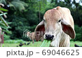 Close up of young cow eating grass. 69046625