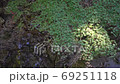 長崎県諫早市 富川渓谷 万年の森の風景 長崎県諫早市 富川渓谷 万年の森の風景 69251118