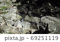 長崎県諫早市 富川渓谷 万年の森の風景 長崎県諫早市 富川渓谷 万年の森の風景 69251119