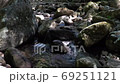 長崎県諫早市 富川渓谷 万年の森の風景 長崎県諫早市 富川渓谷 万年の森の風景 69251121