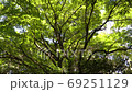 長崎県諫早市 富川渓谷 万年の森の風景 長崎県諫早市 富川渓谷 万年の森の風景 69251129