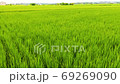 Asia Taiwan rice fields 69269090