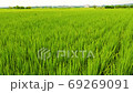 Asia Taiwan rice fields 69269091