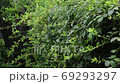 Plants in pouring 69293297