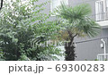 Heavy rain and garden trees 69300283