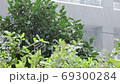 Heavy rain and garden trees 69300284