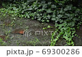 Heavy rain and puddle in the garden 69300286