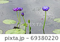 修練 植物 水 69380220