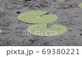 修練 花 葉 69380221