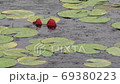 修練 植物 水 69380223