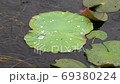 修練 植物 水 69380224