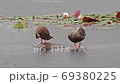 アヒル 鳥 動物 69380225
