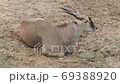Wildlife video: Antelope at Botanical Garden Saigon (Vietnam)  69388920
