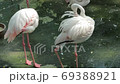 Wildlife video: flamingo at Saigon Zoo and Botanical Gardens (Viet Nam)   69388921