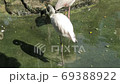 Wildlife video: flamingo at Saigon Zoo and Botanical Gardens (Viet Nam)   69388922