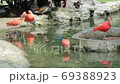 Wildlife video: flamingo at Saigon Zoo and Botanical Gardens (Viet Nam)   69388923