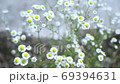 Decorative daisies sway in the wind 69394631