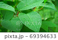 Plant leaves with water drops from rain 69394633