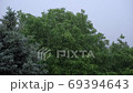 Heavy rain is falling on the background of trees 69394643