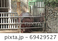 Wildlife video: The dwarf hippo at Botanical Gardens Saigon (Viet Nam)  69429527