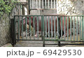 Wildlife video: The dwarf hippo at Botanical Gardens Saigon (Viet Nam)  69429530