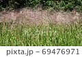 ススキ フル 植物 69476971
