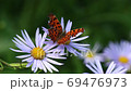 蝶 昆虫 花 69476973