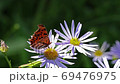蝶 昆虫 花 69476975